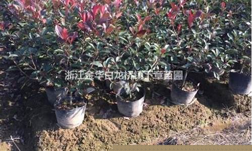 金华冰箱维修电话号码-金华冰箱价格表